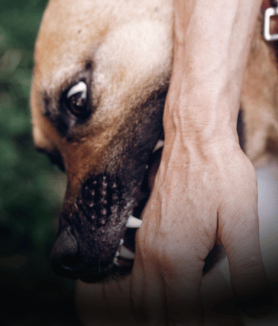 HMB-Practice-Areas-Animal-Dog-Attack